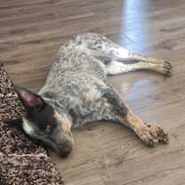 Thumbnail photo of Bandit #4