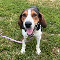 Thumbnail photo of Frankie #1