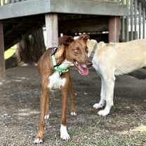 Thumbnail photo of Halo #4