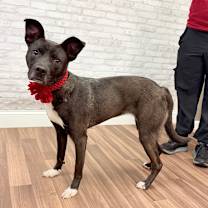 Thumbnail photo of Charley #1