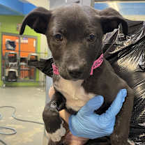 Thumbnail photo of Charley #2