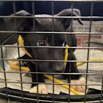 Thumbnail photo of Charley #3