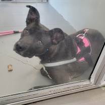 Thumbnail photo of Charley #4