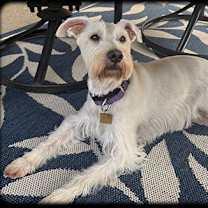 Thumbnail photo of Jingles #2