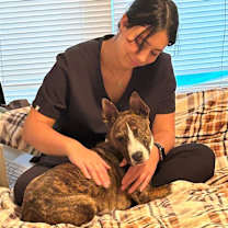 Thumbnail photo of Killian (In Foster) #2