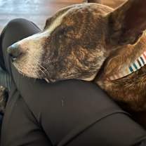 Thumbnail photo of Killian (In Foster) #3