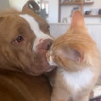 Thumbnail photo of Percy #4