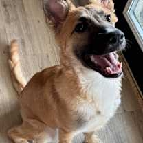 adopt-pet
