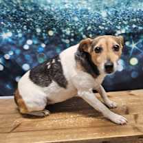 Thumbnail photo of Annie #3