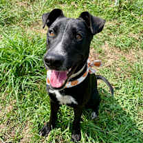 Thumbnail photo of Galvin #4