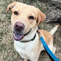 Thumbnail photo of Oliver #1