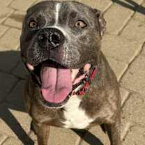 Thumbnail photo of Bruno #1