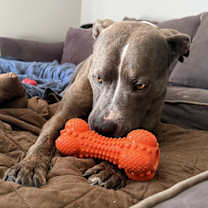 Thumbnail photo of Bruno #2