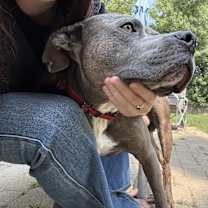 Thumbnail photo of Bruno #4