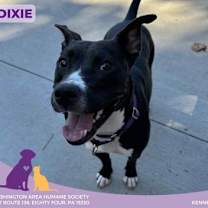 Thumbnail photo of Dixie #1