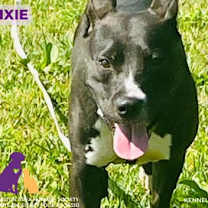 Thumbnail photo of Dixie #2