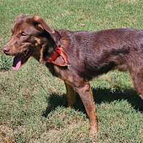 Thumbnail photo of RIGGS #4