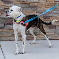 Thumbnail photo of Jango #2