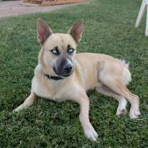 adopt-pet