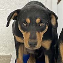 adopt-pet