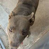 adopt-pet