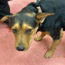 adopt-pet