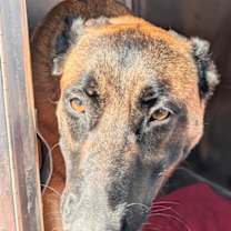 adopt-pet