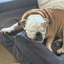 Thumbnail photo of Poh Bear #2