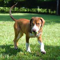 Thumbnail photo of Big Mac #3