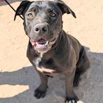 adopt-pet