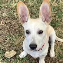 Thumbnail photo of Mr. Darcy #2