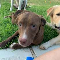 Thumbnail photo of Pearl #2