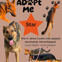 Thumbnail photo of Star #4