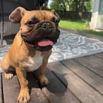 Thumbnail photo of Scooter #4