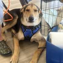 Thumbnail photo of Cruiser #1