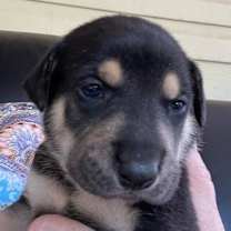 Thumbnail photo of Cruiser #2