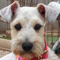 Thumbnail photo of Molly #2