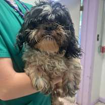 Thumbnail photo of Sherb #2