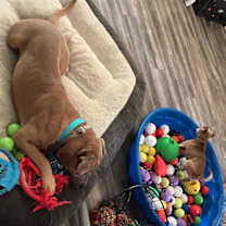 Thumbnail photo of Jolly Boy #4