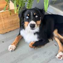 Thumbnail photo of Willa #2