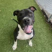 Thumbnail photo of Wagner #1