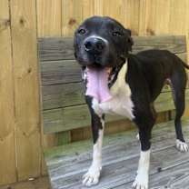 Thumbnail photo of Wagner #2