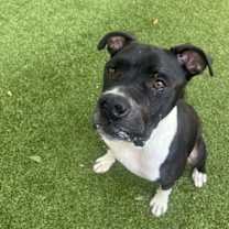 Thumbnail photo of Wagner #3