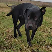 Thumbnail photo of Petunia #3