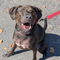 Thumbnail photo of Goose #2