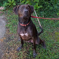 Thumbnail photo of Goose #4