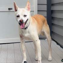 Thumbnail photo of Addie (In Foster) #4