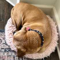 Thumbnail photo of Henry (Forever Foster) #3