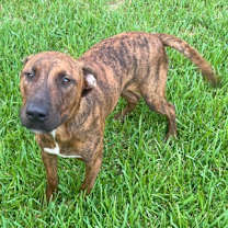 Thumbnail photo of Dawson FOSTER #2