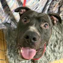 Thumbnail photo of Tetris #1